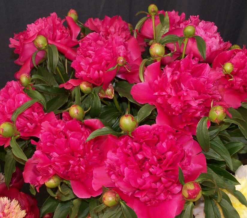 Пион Генерал Мак Магон