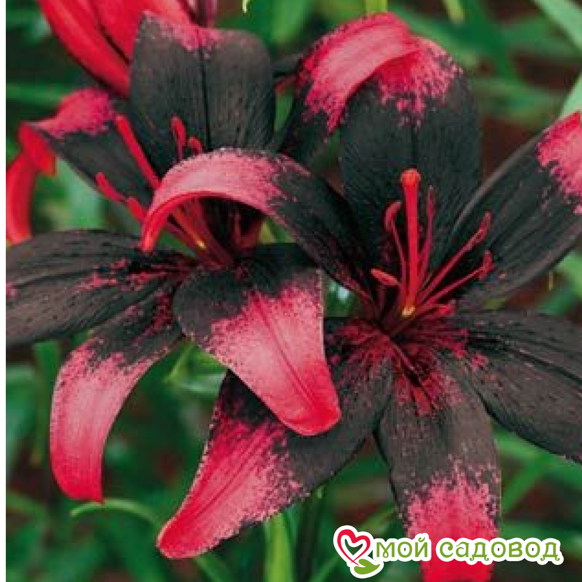 Лилия Сафайер Лоcтер